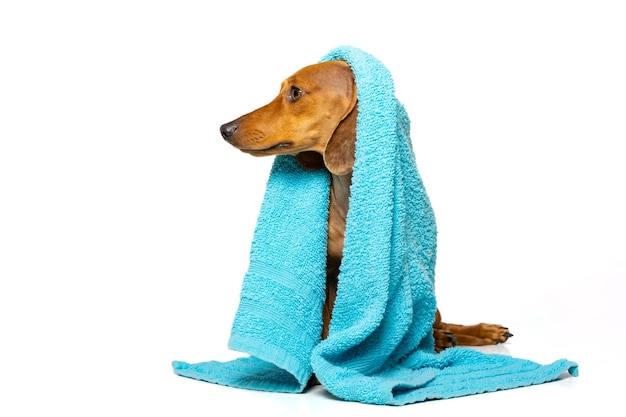 Dachshund with a towel on his head on white background