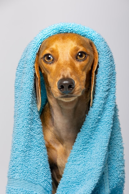 Dachshund with a towel on his head on white background