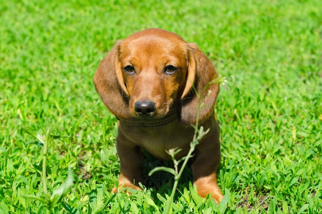 Dachshund