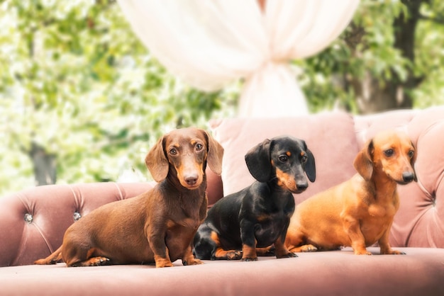 Dachshunds dog on the backyard. three dogs outdoor in sunny\
summer weather.