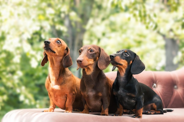 Dachshunds dog on the backyard. three dogs outdoor in sunny\
summer weather.