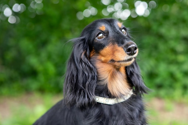 写真 自然の中のダックサンド犬の肖像画 ⁇ いいボケ