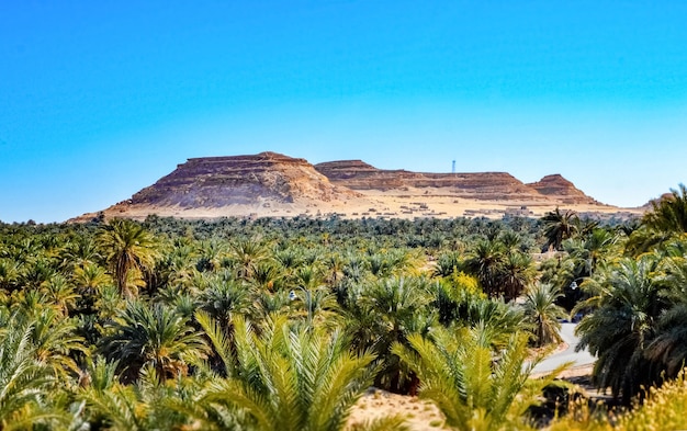 Dacror mountain and palmtree at oasis siwa egypt