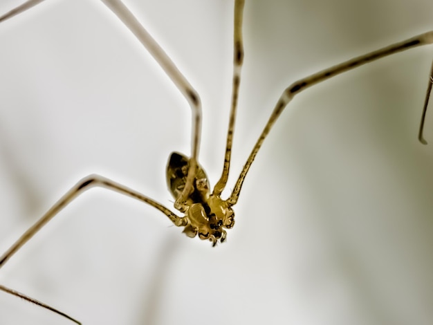 Foto il ragno dalle gambe lunghe di papà pholcus phalangioides o ragno da fienile dal corpo lungo