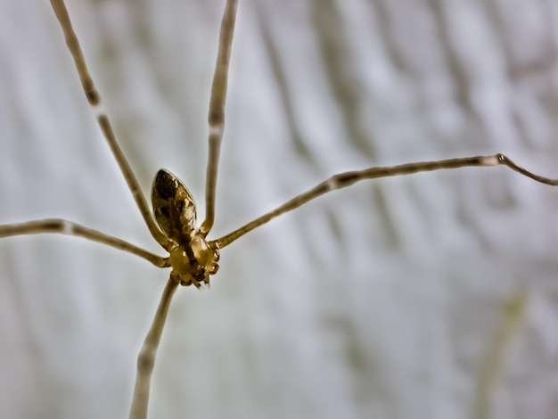 Длинноногий папин паук Pholcus phalangioides или длинноногий деревенский паук