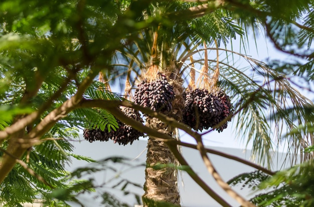 Dadelpalm met fruit