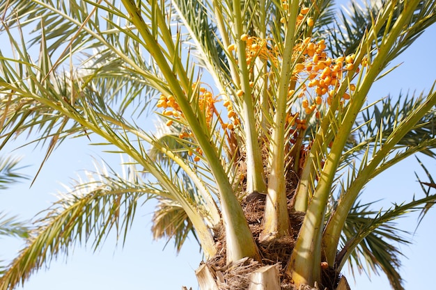 Dadelpalm met onrijpe dadels