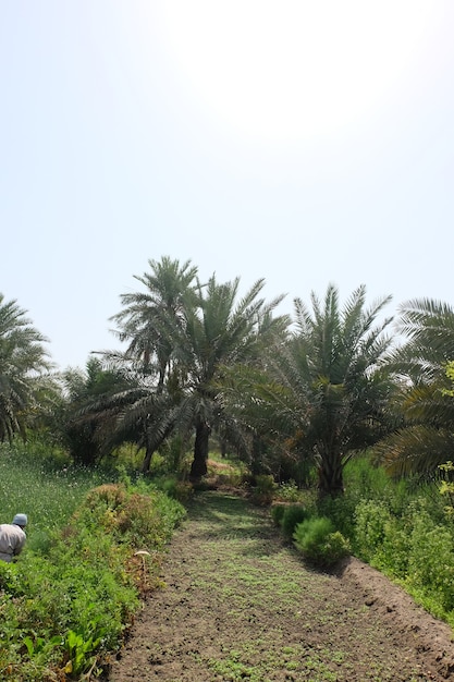 Dadelpalm van de palmfamilie gekweekt voor zijn zoete eetbare vruchten