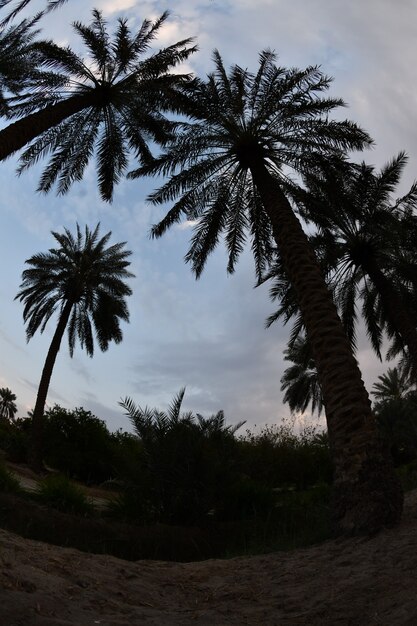 dadelpalm van de palmfamilie gekweekt voor zijn zoete eetbare vruchten