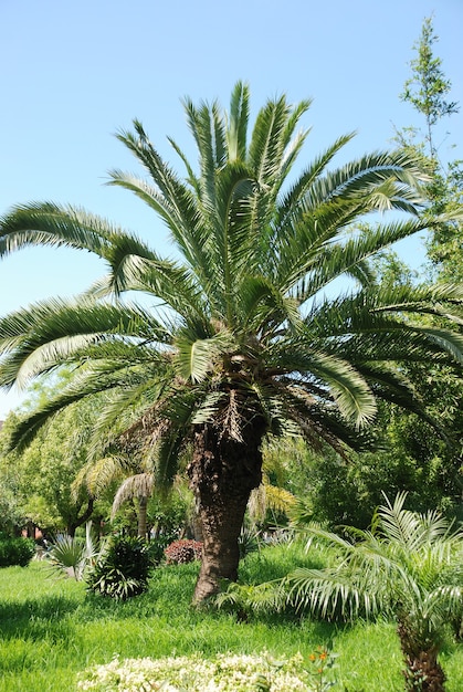 Dadelpalm