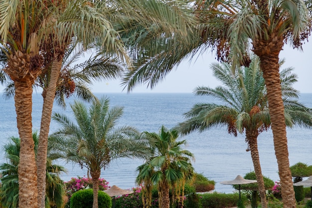 Dadelpalmen met fruit tegen de achtergrond van een lichtblauwe lucht en een kalme zee. Horizontale foto