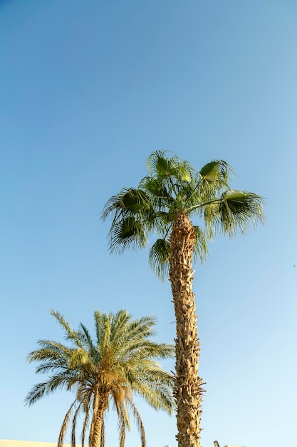 Dadelpalmen volwassen en groen tegen de blauwe lucht.