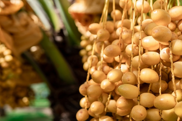 Dadelpalmfruit in de bomen