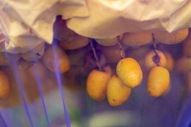 Dadelpalmsoort Barhee die een zoete smaak van vers fruit heeft. Insectenbescherming met paarse netten.