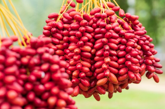 Dadelpalmtakken met rijpe dadels