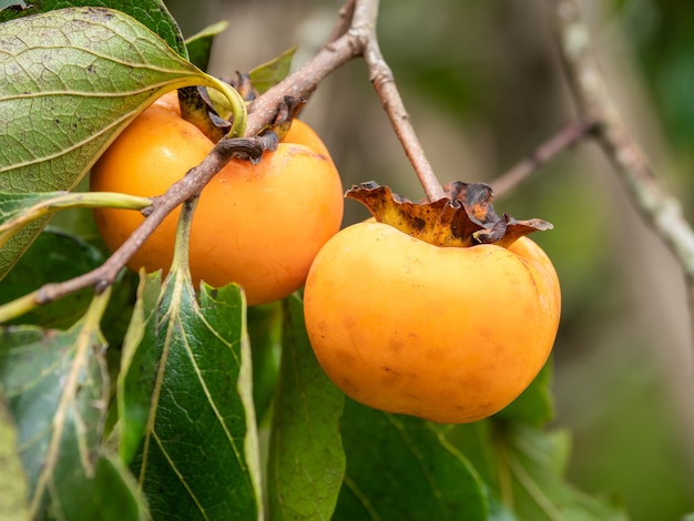 Dadelpruim biologisch fruit