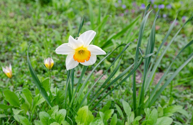 a daffodil blooming alone in the green grass