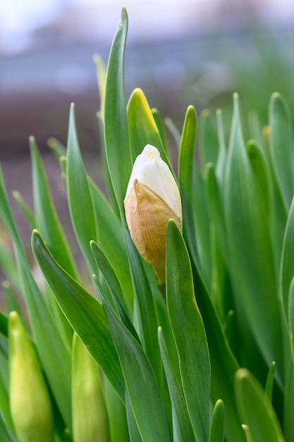 Daffodil bud Selective focus