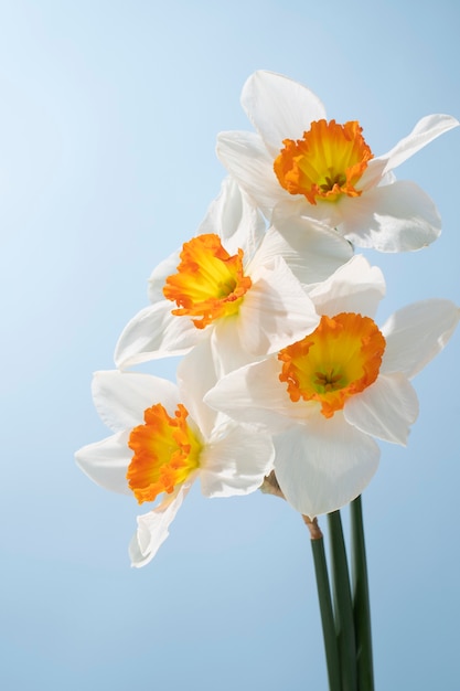 Daffodil flower in the sky