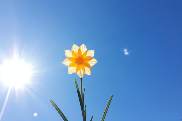 Daffodil flower in the sky