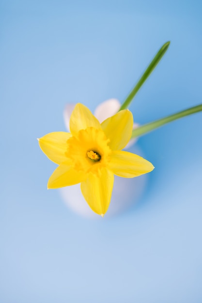 花瓶の水仙の花