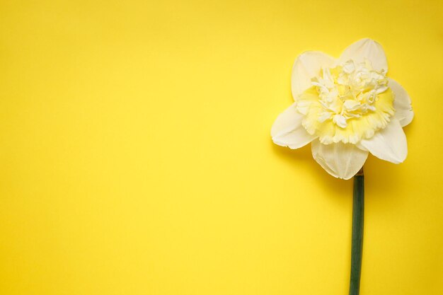 テキストの黄色の背景の場所に水仙の花フラットレイ