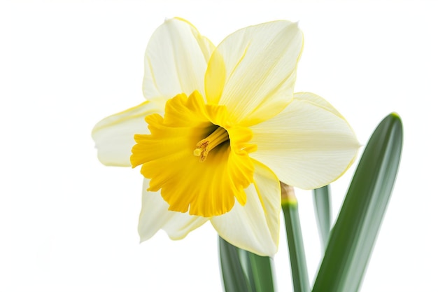 Daffodil flower