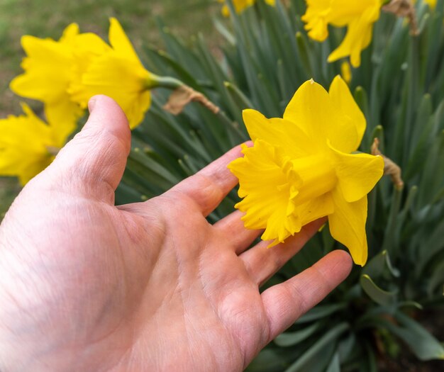 Daffodil in hand