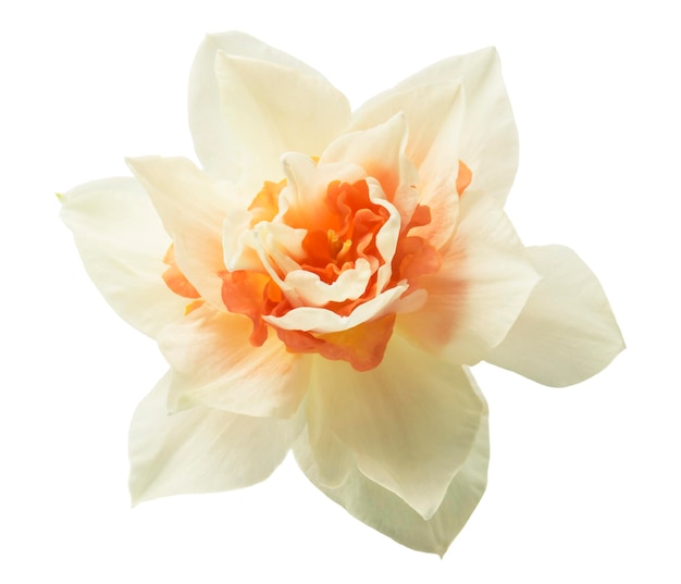 daffodil isolated on a white background