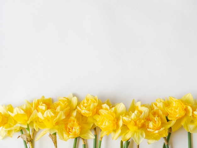 daffodil narcissus on white background