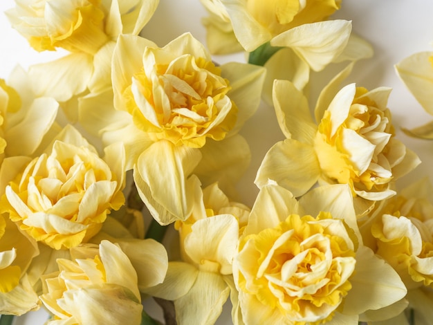 daffodil narcissus on white background