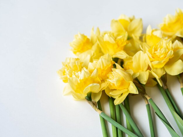 daffodil narcissus on white background