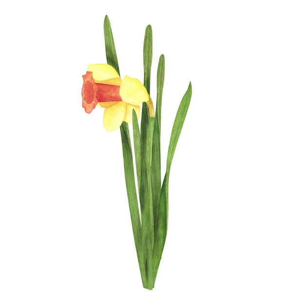 Daffodil yellow flower isolated on white Watercolor hand drawn botanical llustration Art for greeting card banner