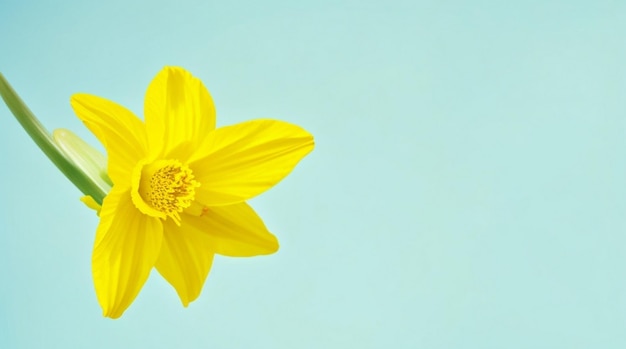 Фото Желтый цветок нарцисса