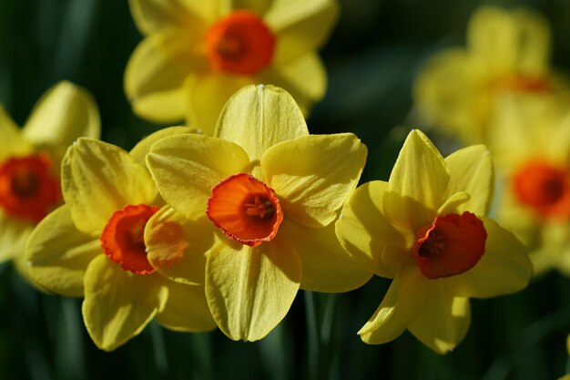 Photo daffodil