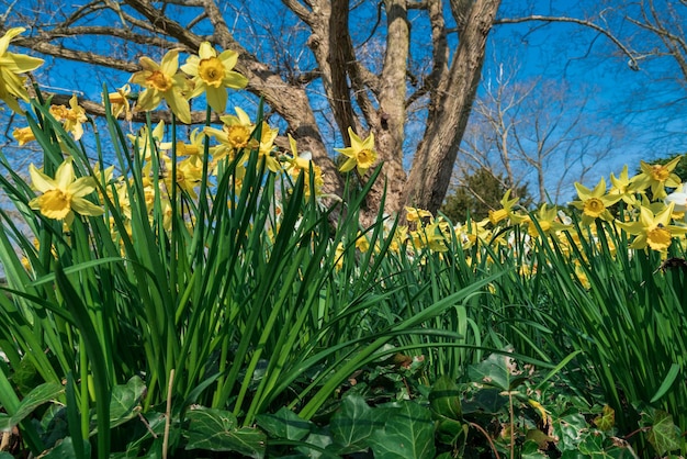 Daffodils against blue sky easter background with fresh spring
flowers yellow narcissuses