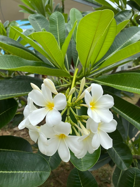 庭で花がくナスリ