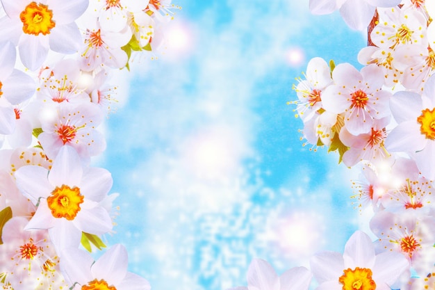 수선화 꽃이 만발한 지점 체리 밝고 화려한 봄 꽃