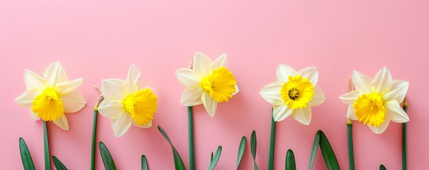 Foto sfondo di fiori di narcisi