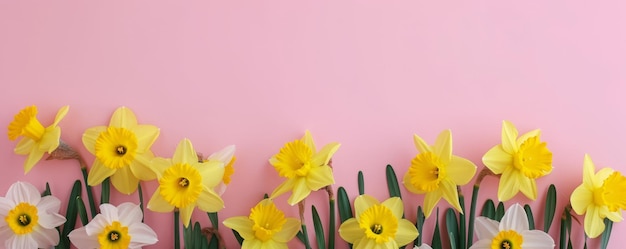 daffodils flowers background