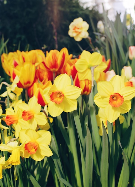 Photo daffodils flowers in blossom on sunny day in a garden soft selective focus