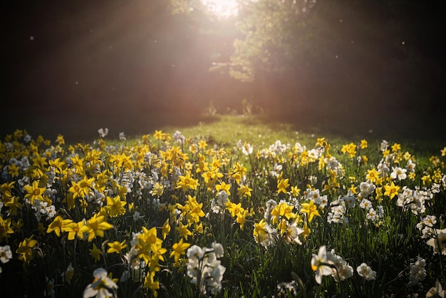 Daffodils on the lawn in the backlight