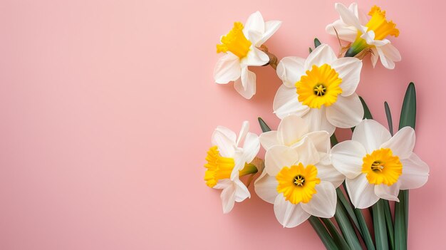 daffodils on a pink background with space for text