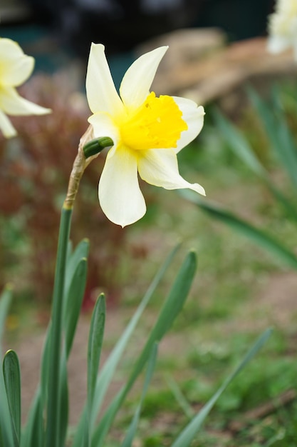 日当たりの良い春の庭のクローズアップ水仙の花の水仙