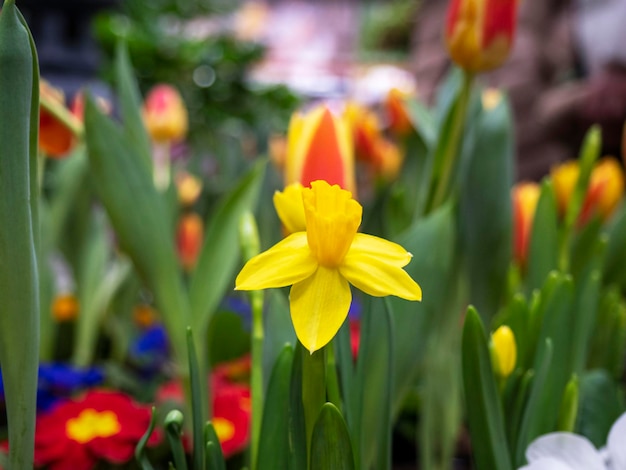 Daffodils tulips and other flowers