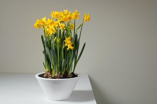 Daffodils in a white ceramic pot