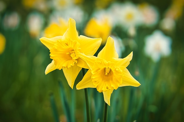 Daffodils with beautiful bokeh