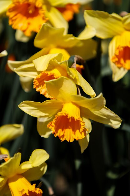 Daffodils