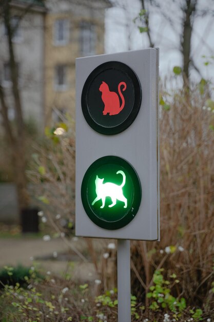 Dag van de katten verkeerslicht voor het verkeer van dieren stad van de katten dier monument