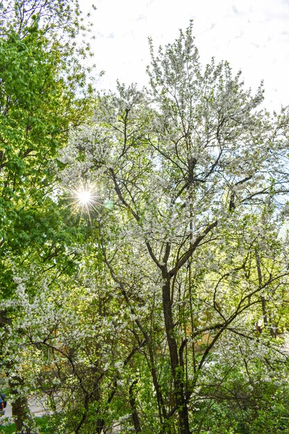 Dageraad in de voorjaarsbloeiende tuin